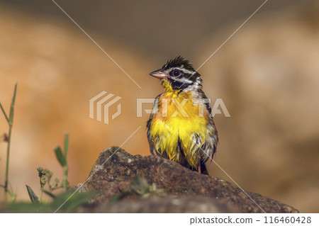 African Golden breasted Bunting in Kruger National park, South Africa African Golden breasted Bunting in Kruger National park, South Africa 116460428