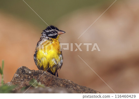 African Golden breasted Bunting in Kruger National park, South Africa African Golden breasted Bunting in Kruger National park, South Africa 116460429