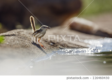 Black chested Prinia in Kruger National park, South Africa 116460430