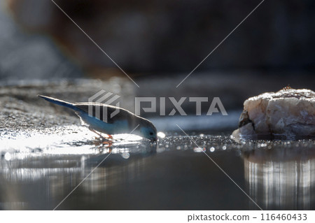 Blue breasted Cordonbleu in Kruger National park, South Africa 116460433