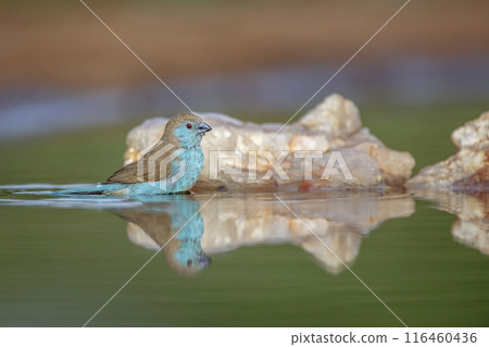 Blue breasted Cordonbleu in Kruger National park, South Africa 116460436