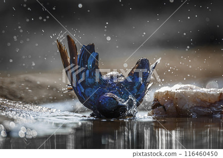 Cape Glossy Starling in Kruger National park, South Africa Cape Glossy Starling in Kruger National park, South Africa 116460450