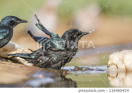 Cape Glossy Starling in Kruger National park, South Africa 116460454