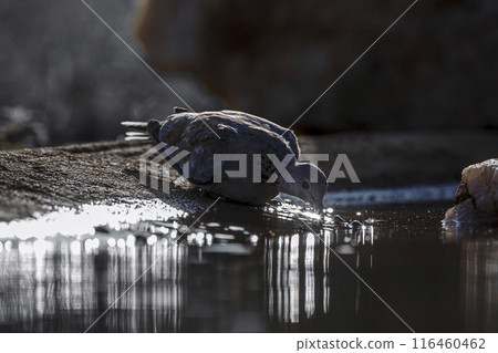 Laughing Dove in Kruger National park, South Africa 116460462