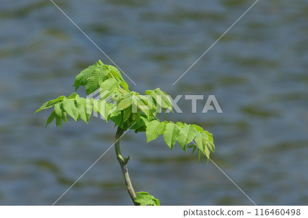 Green leaves in the spring season Water surface background Green leaves in the spring season Water surface background 116460498