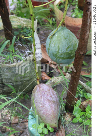 mango on tree in farm for sell 116460525