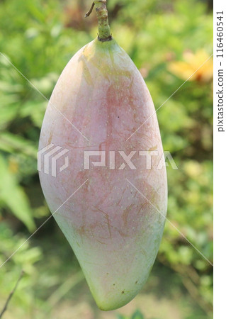 mango on tree in farm for sell 116460541