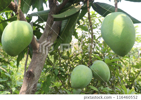 mango on tree in farm for sell 116460552