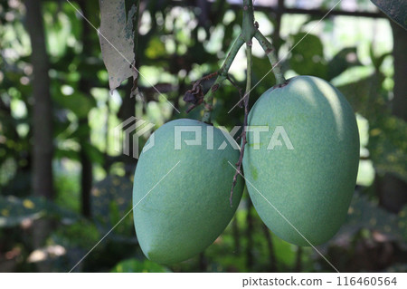 mango on tree in farm for sell 116460564