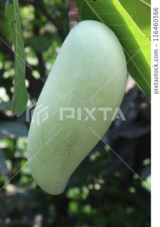 mango on tree in farm for sell 116460566
