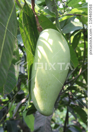 mango on tree in farm for sell 116460568