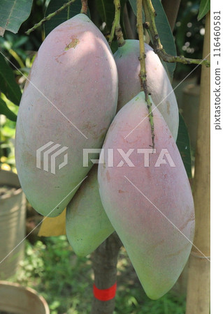 mango on tree in farm for sell 116460581