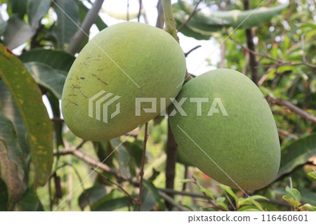 mango on tree in farm for sell mango on tree in farm for sell 116460601
