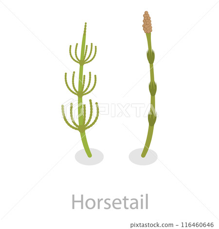 3D Isometric Flat Vector Set of Astringent Herbs, Natural Herbal Remedy. Item 7 116460646