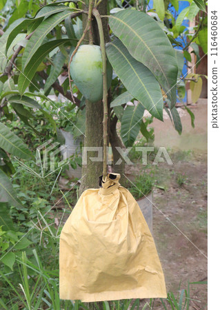 mango on tree in farm for sell 116460684
