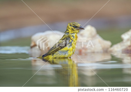 Lesser Masked Weaver in Kruger National park, South Africa 116460720