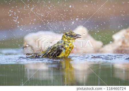 Lesser Masked Weaver in Kruger National park, South Africa 116460724