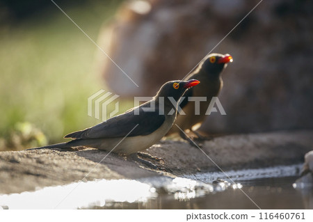 Red billed Oxpecker in Kruger National park, South Africa 116460761