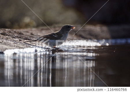 Southern Grey headed Sparrow in Kruger National park, South Africa 116460766