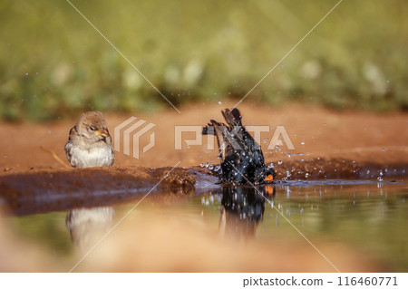 Village Indigobird in Kruger National park, South Africa 116460771