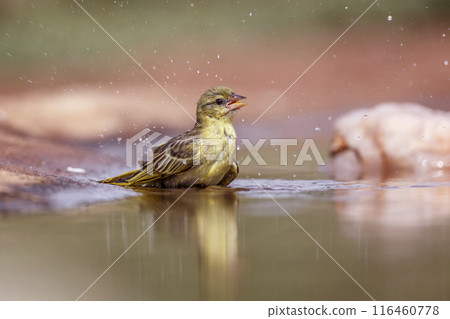 Village weaver in Kruger National park, South Africa Village weaver in Kruger National park, South Africa 116460778