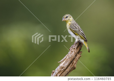Village weaver in Kruger National park, South Africa 116460785