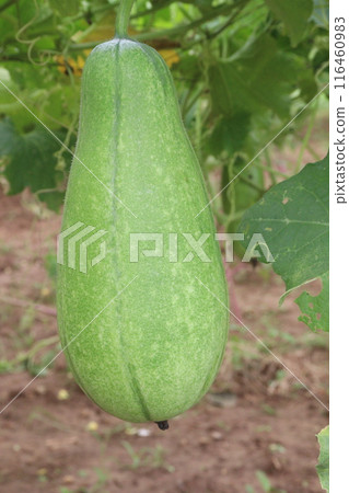 wax guard on plant in farm 116460983