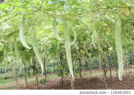 snake gourd on tree in farm snake gourd on tree in farm 116461001