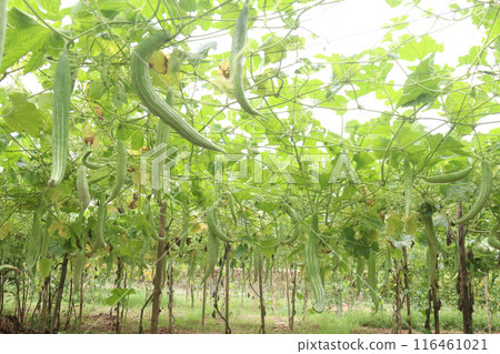 snake gourd on tree in farm snake gourd on tree in farm 116461021