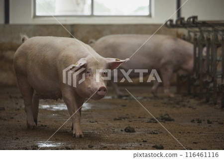 Pregnant sows on a modern farm in Denmark 116461116