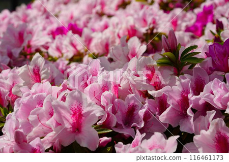 Landscape with azalea flowers 116461173