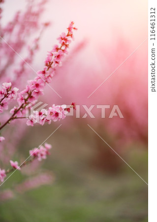 A peach blooms in the spring garden. Beautiful bright pale pink background. A flowering tree branch in selective focus. A dreamy romantic image of spring. Atmospheric natural background A peach blooms in the spring garden. Beautiful bright pale pink background. A flowering tree branch in selective focus. A dreamy romantic image of spring. Atmospheric natural background 116461312