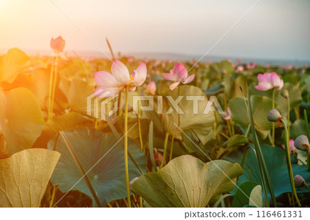 Sunrise in the field of lotuses, Pink lotus Nelumbo nucifera swa Sunrise in the field of lotuses, Pink lotus Nelumbo nucifera swa 116461331
