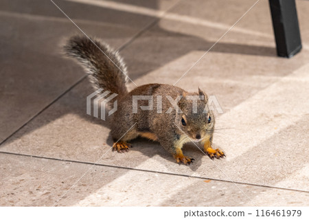 Wild squirrels in Vancouver, Canada 116461979