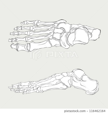 The skeleton of the human foot, side and upper view outline vector illustration The skeleton of the human foot, side and upper view outline vector illustration 116462164