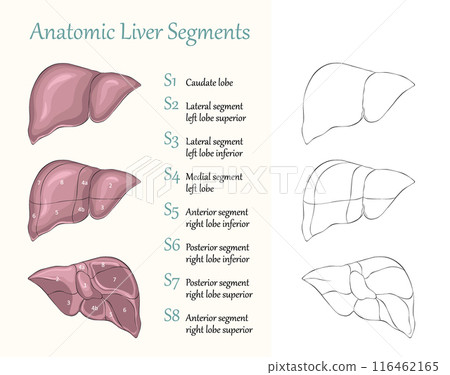 Anatomic liver segments flat vector illustration Anatomic liver segments flat vector illustration 116462165