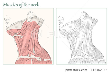 Muscles of the neck. Human neck anatomy flat vector illustration. 116462166