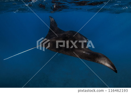 Manta ray swims in ocean. Snorkeling with stingray fish in blue sea 116462193