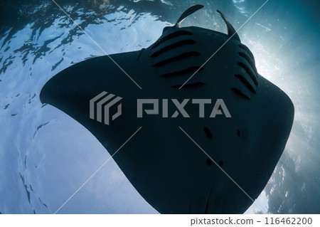Bottom view of manta ray fish. Sting ray underwater in blue ocean 116462200