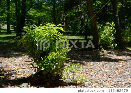 Woods of the forest 116462479