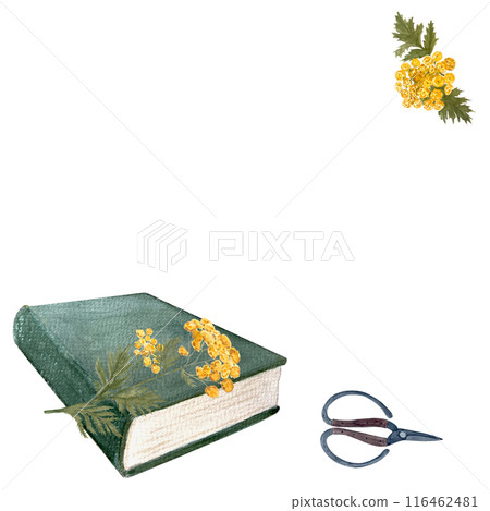 Bunch of blue tansy wild herb with scissors and a green book watercolor frame isolated on white. High quality art for cards, oil infusions, posters, notebooks, herbal recipes decor and stickers Bunch of blue tansy wild herb with scissors and a green book watercolor frame isolated on white. High quality art for cards, oil infusions, posters, notebooks, herbal recipes decor and stickers 116462481