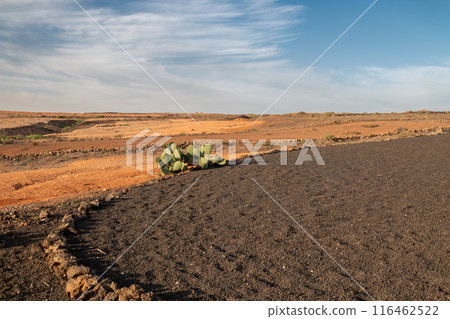 Landscape during golden hour, Lanzarote, Spain Landscape during golden hour, Lanzarote, Spain 116462522