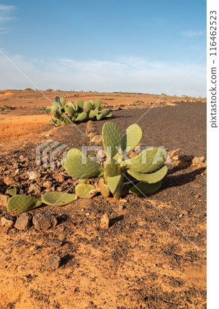 Landscape and opuntia plants, Lanzarote, Spain Landscape and opuntia plants, Lanzarote, Spain 116462523