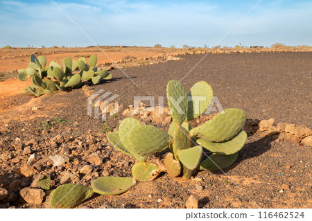 Landscape and opuntia plants, Lanzarote, Spain 116462524