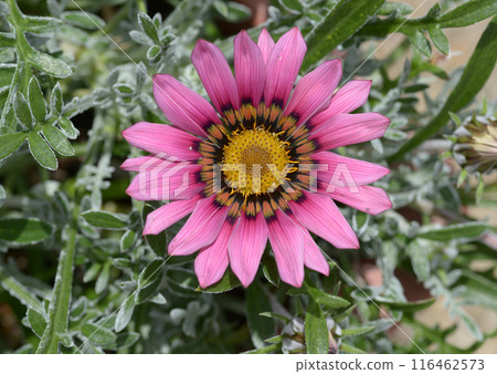 勳章菊屬 勳章菊屬 116462573