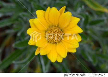 Gazania Gazania 116462574