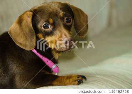 Little dog sitting on couch Little dog sitting on couch 116462768
