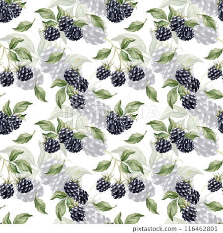 Blackberry, ripe berries with leaves. Watercolor illustration, floral seamless pattern on white background with summer fruit for table textile, summer fabrics, wrapping paper and food packages Blackberry, ripe berries with leaves. Watercolor illustration, floral seamless pattern on white background with summer fruit for table textile, summer fabrics, wrapping paper and food packages 116462801