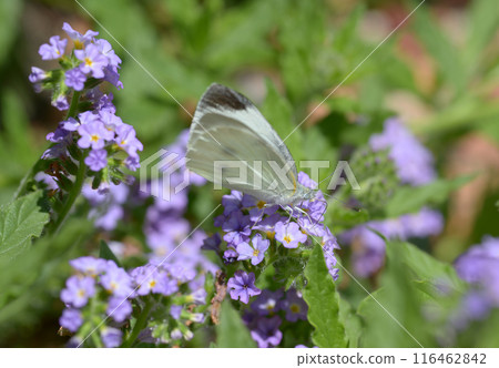 Monsieur root 116462842