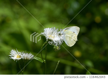 Monsieur root 116462843